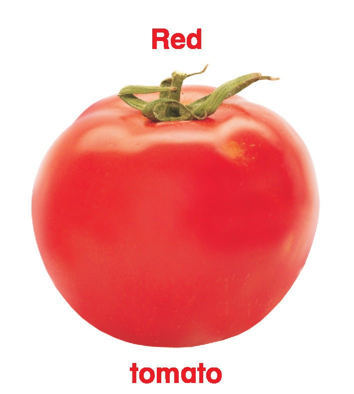 First Padded Board Book - Gift Pack (10 Titles) : Early Learning Children Book By Dreamland Publications