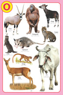 My Jumbo Animal Pictionary : Picture Book Children Book By Dreamland Publications 9789350890004