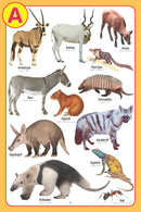 My Jumbo Animal Pictionary : Picture Book Children Book By Dreamland Publications 9789350890004