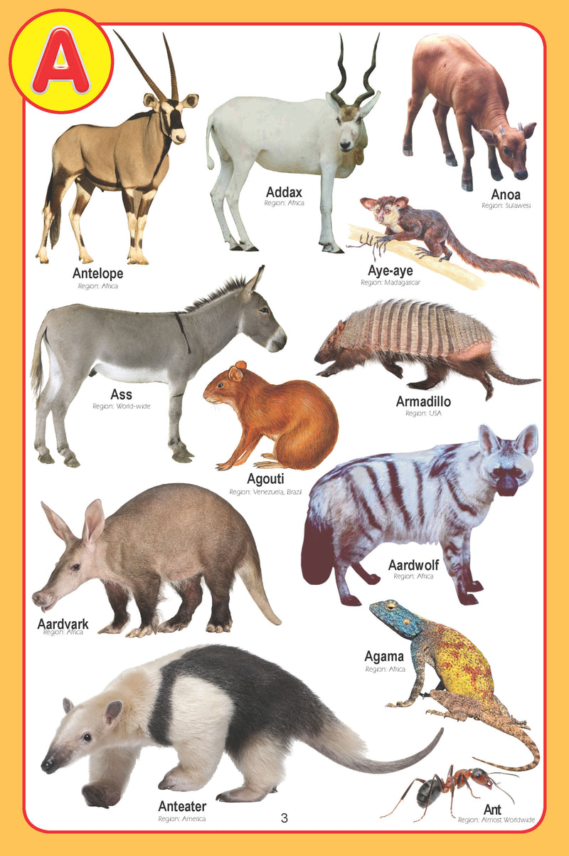 My Jumbo Animal Pictionary : Picture Book Children Book By Dreamland Publications 9789350890004