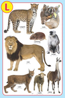 My Jumbo Animal Pictionary : Picture Book Children Book By Dreamland Publications 9789350890004