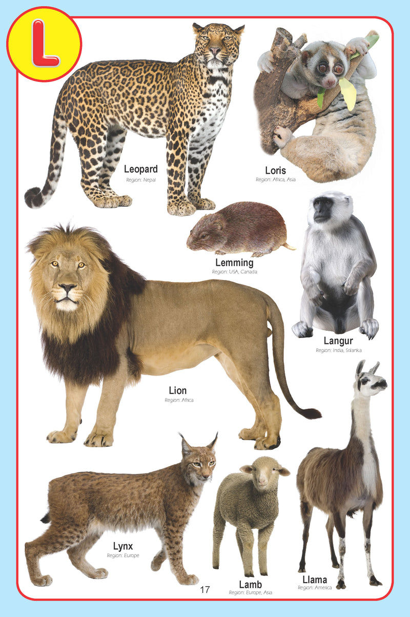 My Jumbo Animal Pictionary : Picture Book Children Book By Dreamland Publications 9789350890004