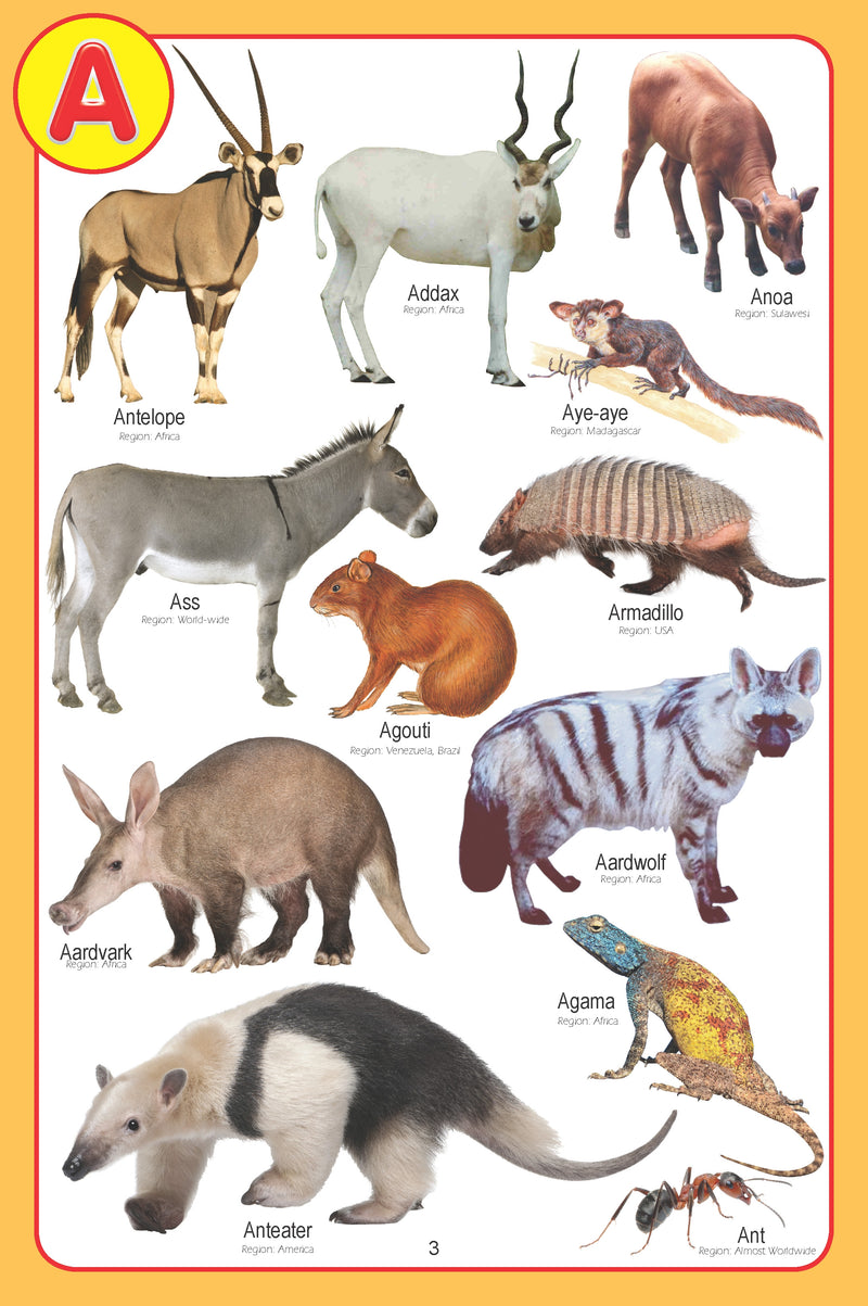 My Jumbo Animal Pictionary : Picture Book Children Book By Dreamland Publications 9789350890004