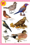 My Jumbo Birds Pictionary : Picture Book Children Book By Dreamland Publications 9789350890011
