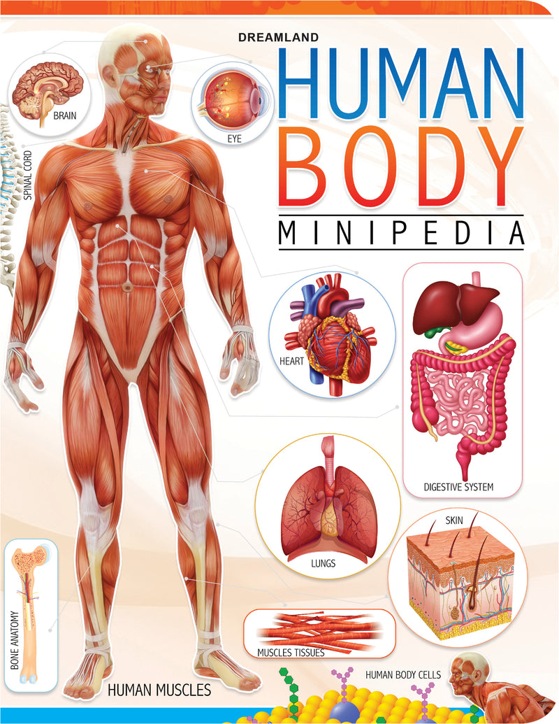 Human Body Minipedia : Reference Children Book by Dreamland Publications 9789350895269