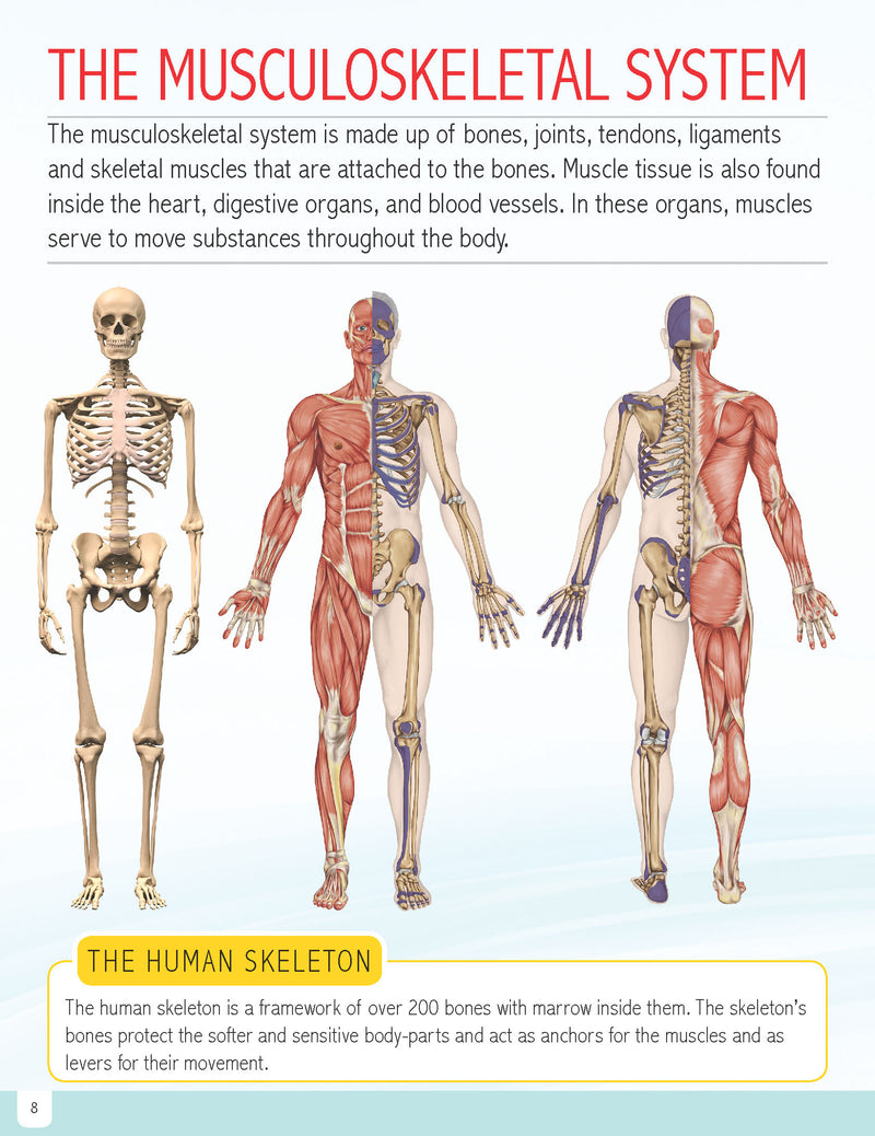 Human Body Minipedia : Reference Children Book by Dreamland Publications 9789350895269
