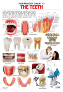 The Teeth : Reference Educational Wall Chart by Dreamland Publications