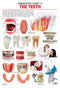 The Teeth : Reference Educational Wall Chart by Dreamland Publications