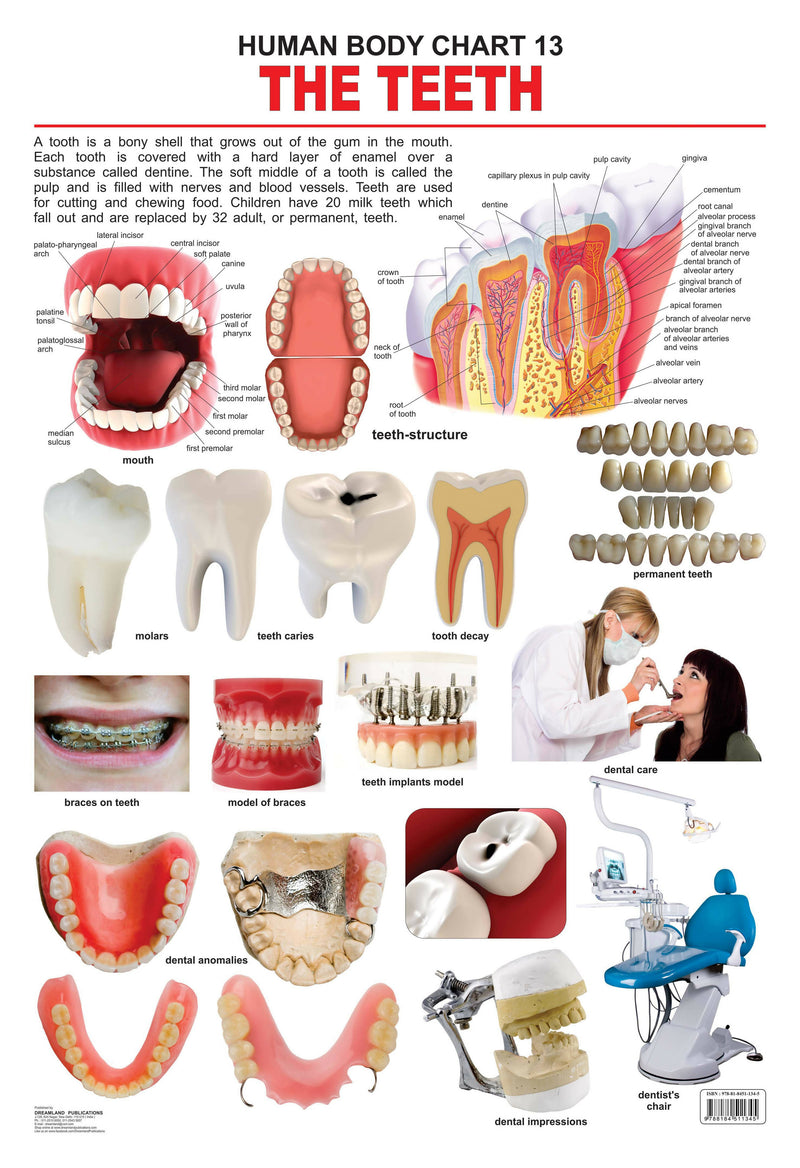 The Teeth : Reference Educational Wall Chart by Dreamland Publications
