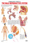 The Male Reproductive System : Reference Educational Wall Chart By Dreamland Publications 9788184511437