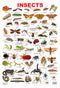 Insect : Reference Educational Wall Chart by Dreamland Publications