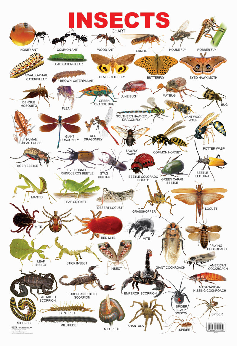 Insect Reference Educational Wall Chart By Dreamland Publications