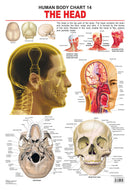The Head : Reference Educational Wall Chart by Dreamland Publications