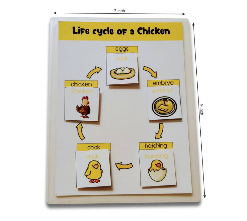 4 lifecycle activity (Bee, butterfly, frog and Chicken)