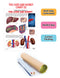 The Liver & Kidney : Reference Educational Wall Chart By Dreamland Publications