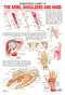 The Shoulders, Arms & Hand : Reference Educational Wall Chart By Dreamland Publications