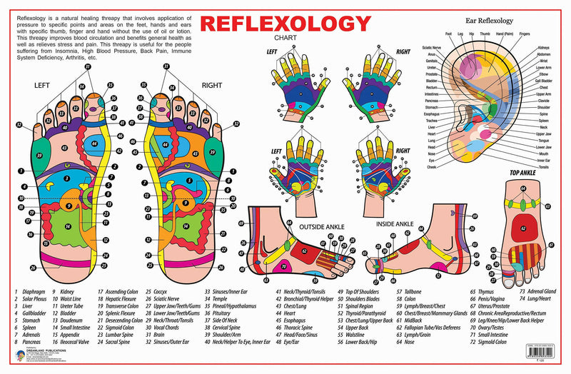 Reflexology : Reference Educational Wall Chart By Dreamland Publications 9789350893500