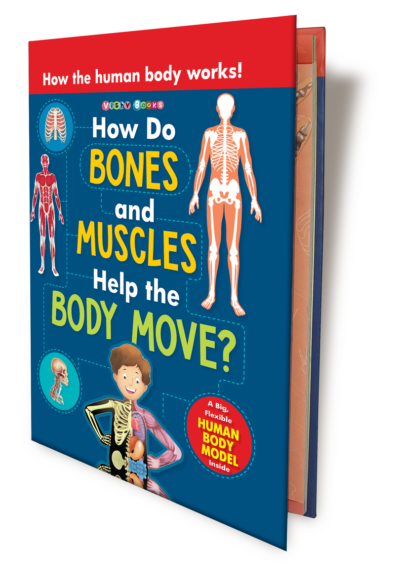 How  Do Bones and Muscles help the Body Moves?