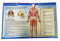 How  Do Bones and Muscles help the Body Moves?