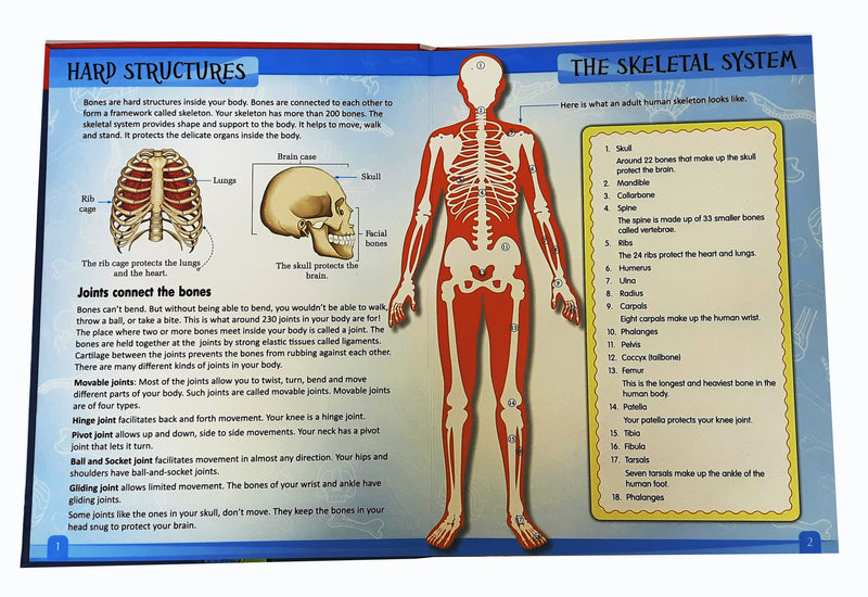 How  Do Bones and Muscles help the Body Moves?