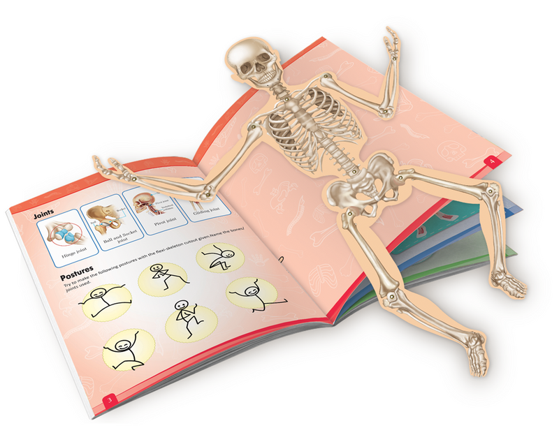 How  Do Bones and Muscles help the Body Moves?
