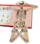 How  Do Bones and Muscles help the Body Moves?