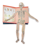 How  Do Bones and Muscles help the Body Moves?