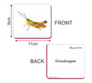 Insects Flash Cards |GrapplerTodd Flashcards for Kids Early Learning Flash Cards Easy and Fun Way of Learning 6 Months to 6 Years Babies