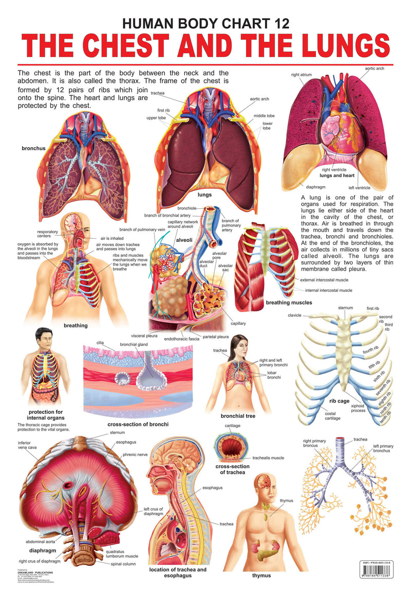 The Chest & the Lungs : Reference Educational Wall Chart By Dreamland Publications 9788184511338