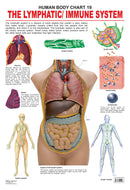 The Lymphatic/Immune System : Reference Educational Wall Chart By Dreamland Publications