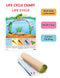 Life Cycle Chart : Reference Educational Wall Chart By Dreamland Publications 9788184519198