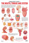 The Mouth, Tongue & Speech : Reference Educational Wall Chart by Dreamland Publications
