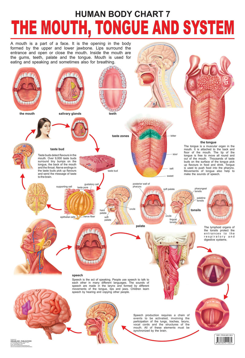 The Mouth, Tongue & Speech : Reference Educational Wall Chart by Dreamland Publications