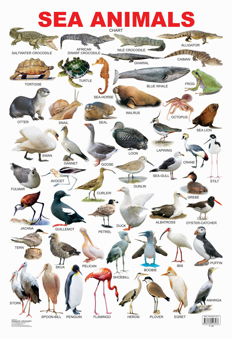 Sea Animal : Reference Educational Wall Chart By Dreamland Publications
