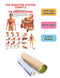The Digestive System : Reference Educational Wall Chart By Dreamland Publications