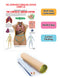 The Lymphatic/Immune System : Reference Educational Wall Chart By Dreamland Publications