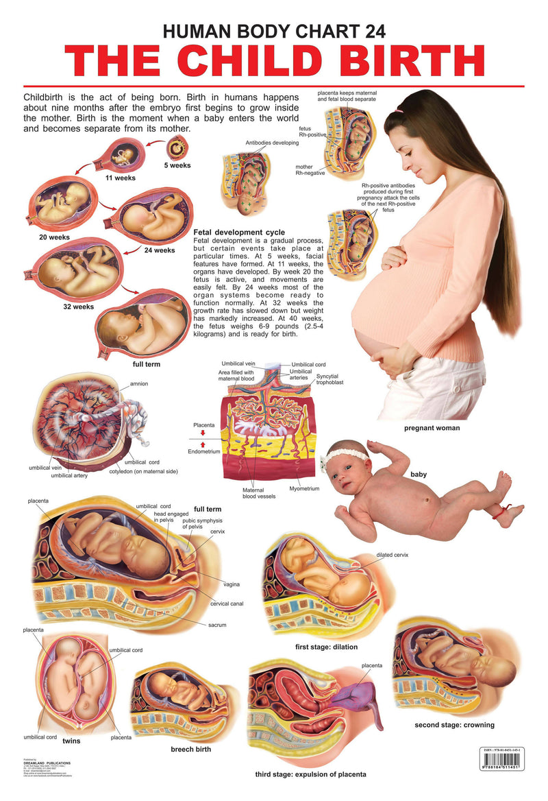 The Child Birth : Reference Educational Wall Chart by Dreamland Publications