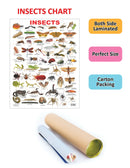 Insect : Reference Educational Wall Chart by Dreamland Publications
