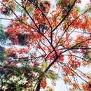 My Gulmohar Tree - Storybook with Personalised Experiential Tree