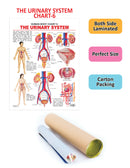 The Urinary System : Reference Educational Wall Chart by Dreamland Publications
