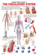 The Circulatory System : Reference Educational Wall Chart By Dreamland Publications 9788184511260