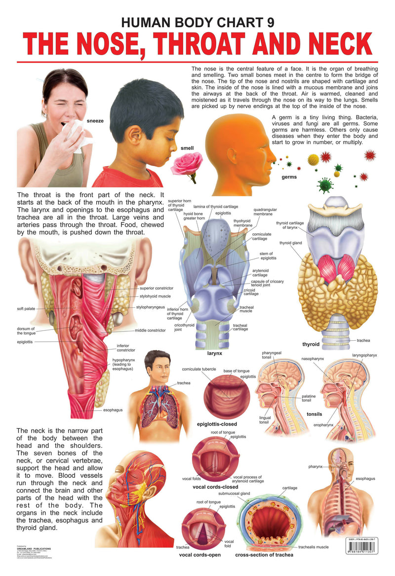 The Nose, Throat & Neck : Reference Educational Wall Chart By Dreamland Publications 9788184511307