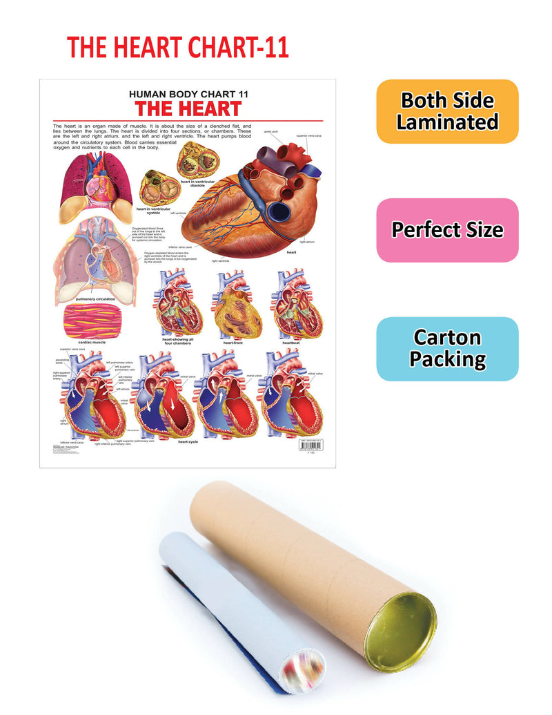 The Heart : Reference Educational Wall Chart by Dreamland Publications