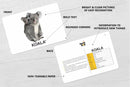 Wild Animals Flash cards