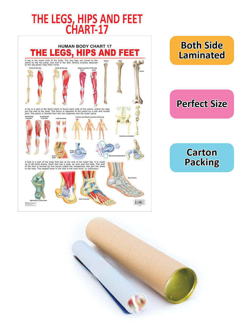 The Hips, Legs & Feet : Reference Educational Wall Chart By Dreamland Publications 9788184511383
