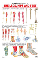 The Hips, Legs & Feet : Reference Educational Wall Chart By Dreamland Publications 9788184511383