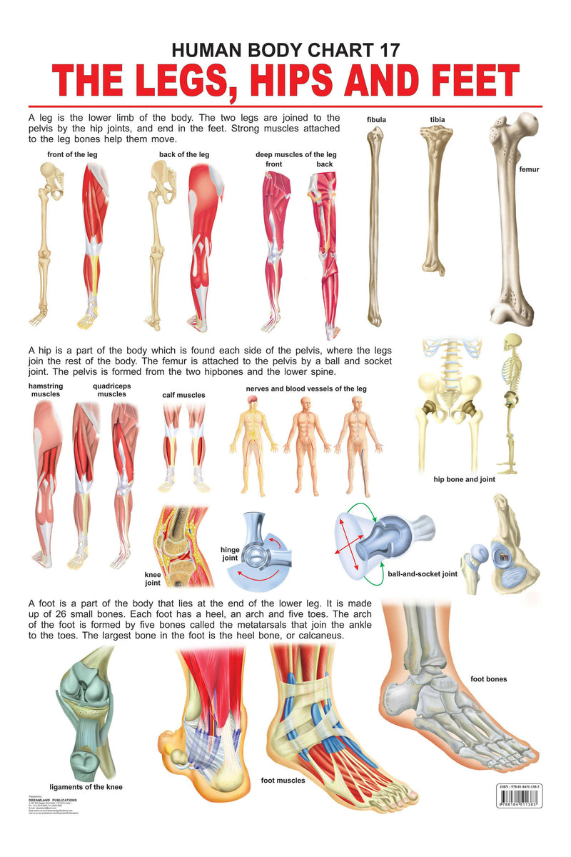 The Hips, Legs & Feet : Reference Educational Wall Chart By Dreamland Publications 9788184511383