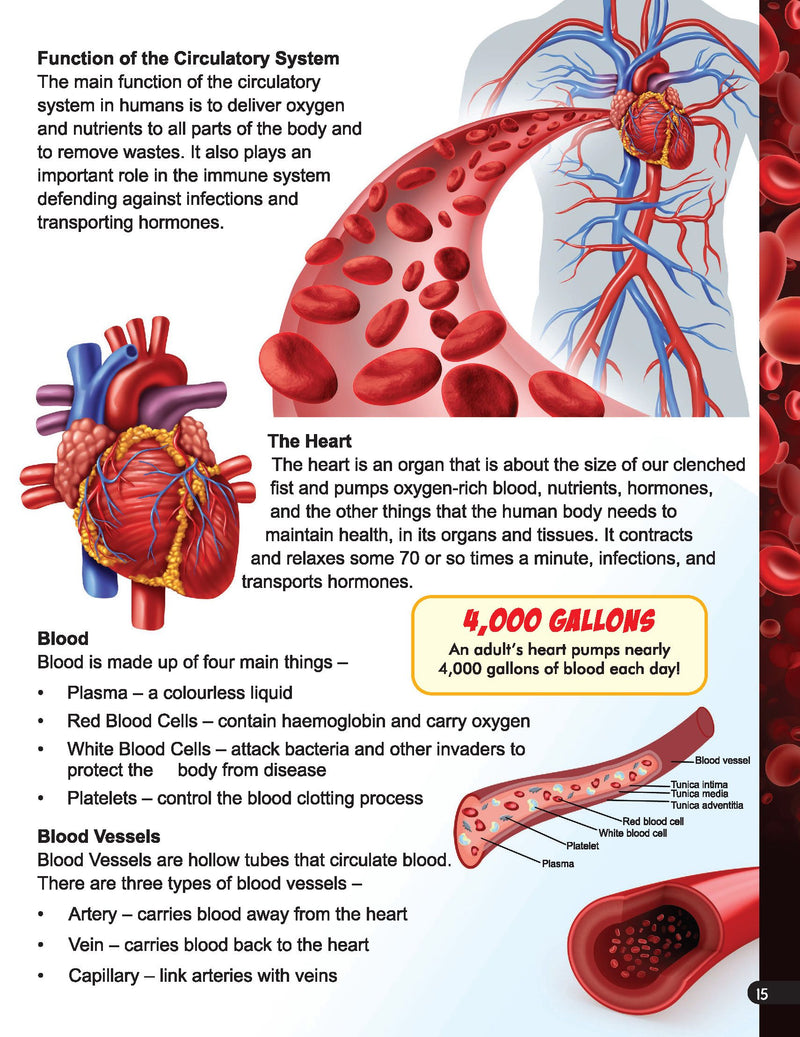 Explore Human Body Encyclopedia