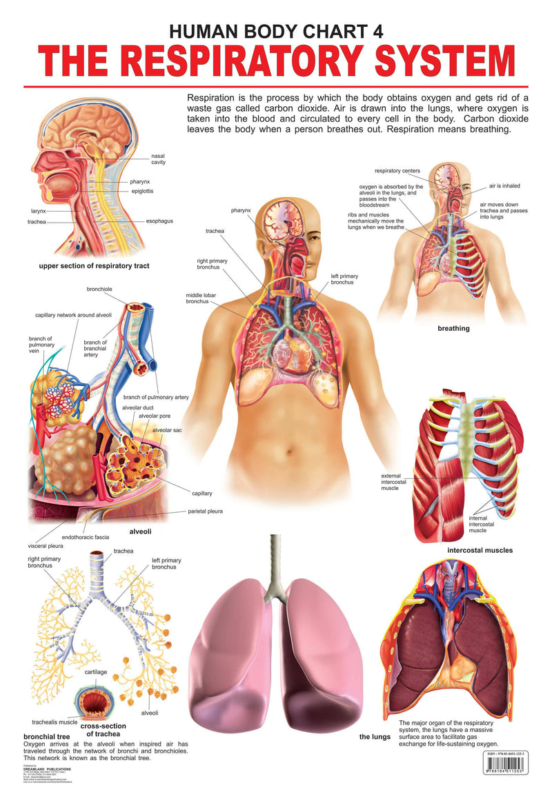 The Respiratory System : Reference Educational Wall Chart By Dreamland Publications