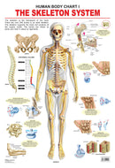 The Skeletal System : Reference Educational Wall Chart By Dreamland Publications